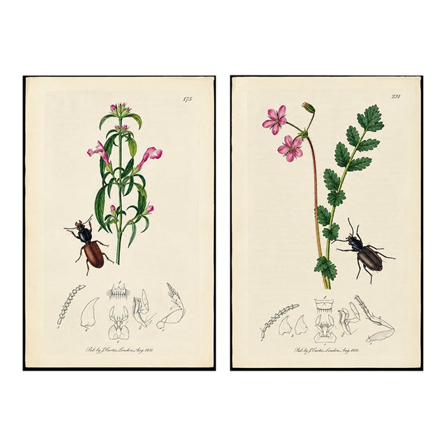 Rare Antique John Curtis Botanical & Insect Engravings C. 1825, Two Prints For Sale