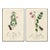 Rare Antique John Curtis Botanical & Insect Engravings C. 1825, Two Prints For Sale