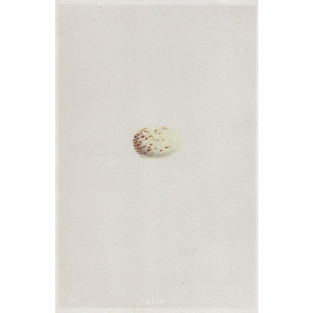 1863 Egg Hand Colored Engraving For Sale