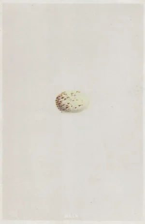 1863 Egg Hand Colored Engraving