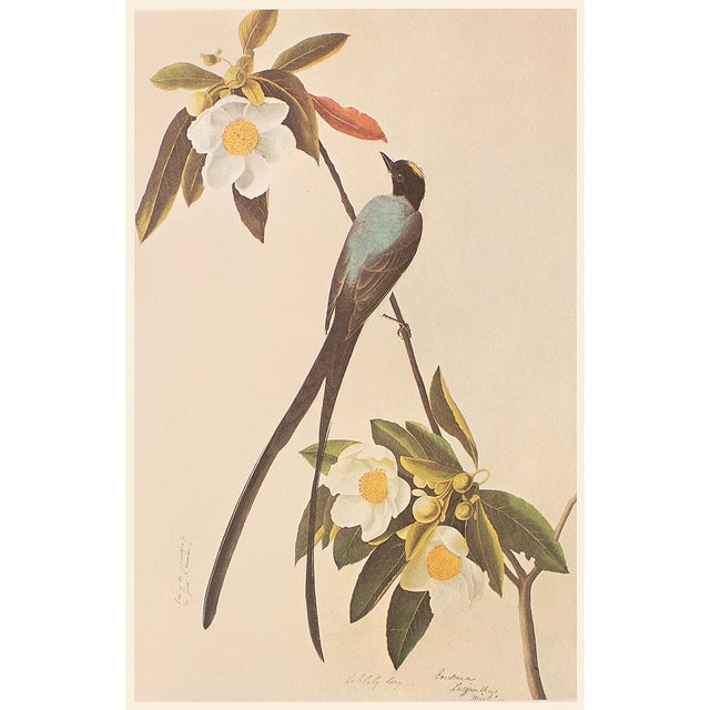 Olive Fork-Tailed Flycatcher After Audubon,1966 American Classical Print For Sale - Image 8 of 9
