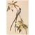 Olive Fork-Tailed Flycatcher After Audubon,1966 American Classical Print For Sale - Image 8 of 9