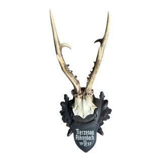 1930s Roe Der Trophy 181 Black Forest Antlers For Sale