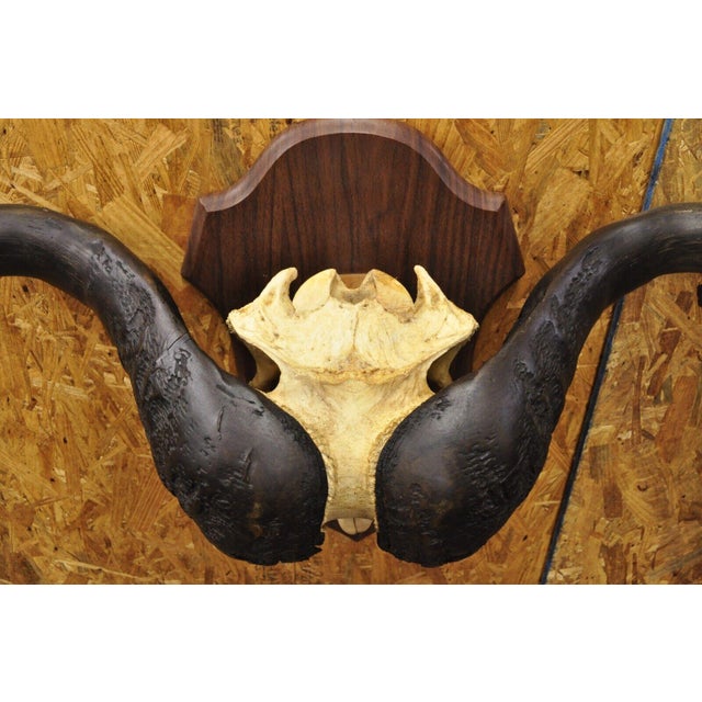 Vintage African Cape Buffalo Skull European Mount on Wooden Plaque Taxidermy For Sale - Image 9 of 12