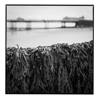 Paul Cooklin, Seaweed, Cromer Beach, North Norfolk, Edition of 50 For Sale