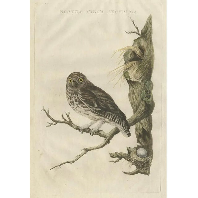 This finely hand-coloured copper engraving, titled Noctua Minor Aucuparia, depicts the little owl (Athene noctua), known...