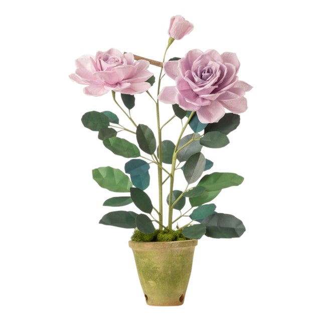 The Green Vase Charles de Gaulle Rose Plant For Sale