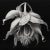 48" X 48" - Art Wall Installation 'Brugmansia Flowers' - Set of 4 - Limited Edition Botanical Photograph Prints For Sale - Image 4 of 7