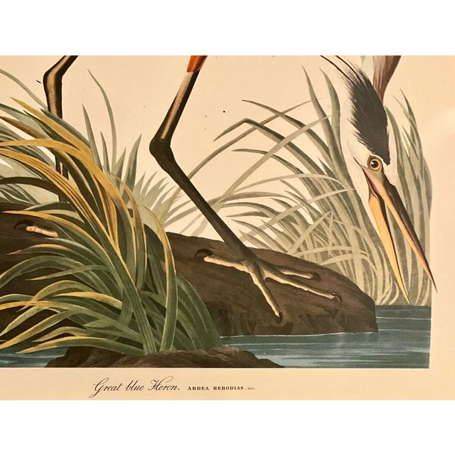 1960s 1960s Pair. Of Original Prints John James Audubon the American Flamingo and the Great Blue Heron Double Giltwood Rope Framed Linen Matte. For Sale - Image 5 of 10