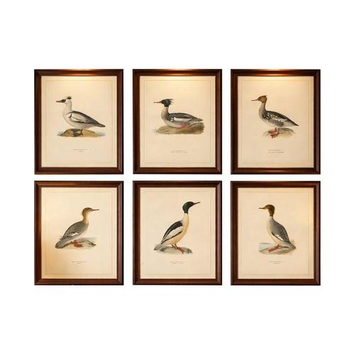 Antique Merganser Duck Lithographs, Sweden, 1929, Set of 6 For Sale - Image 10 of 10