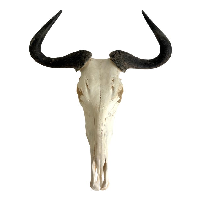 Natural African Wildebeest European Skull Mount For Sale