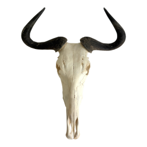Natural African Wildebeest European Skull Mount