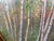 Late 20th Century 20th Century Woodland Watercolor Art For Sale - Image 5 of 7