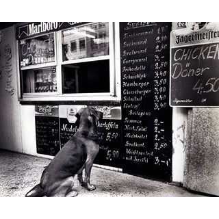 "The Dresden Dog" Original Photograph by Fernando Natalici For Sale