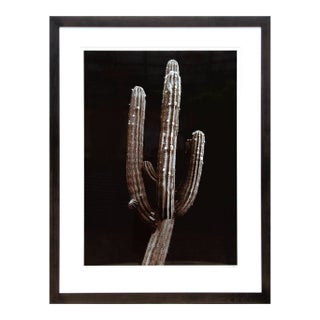 Jonathan Singer, Saguaro Cactus, Photograph For Sale