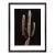 Jonathan Singer, Saguaro Cactus, Photograph For Sale