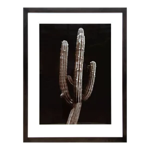 Jonathan Singer, Saguaro Cactus, Photograph