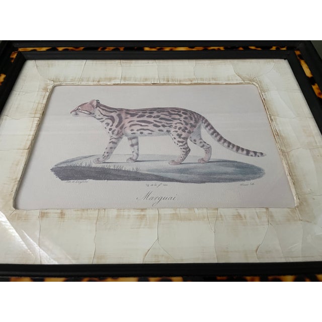 John-Richard Framed Nature Prints of a Lioness & Margay Pair Faux Tortoiseshell Wood 16x12.5 For Sale - Image 14 of 18