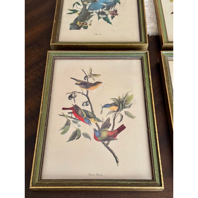 Vintage Audubon-Style Framed Bird Prints — Set of Four For Sale - Image 10 of 12