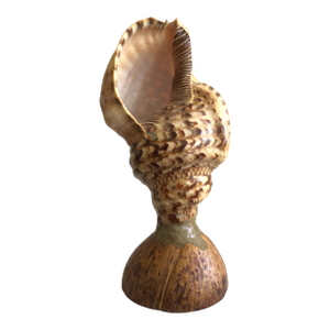 1940s Triton Conch Shell Lamp On Coconut Base