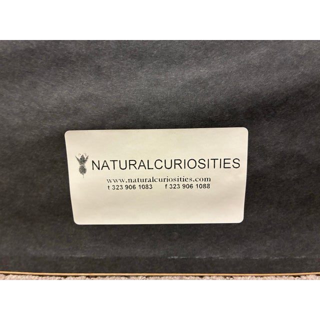 Natural Curiosities Primula Veris Botanical Herbarium Art For Sale In Charlotte - Image 6 of 6