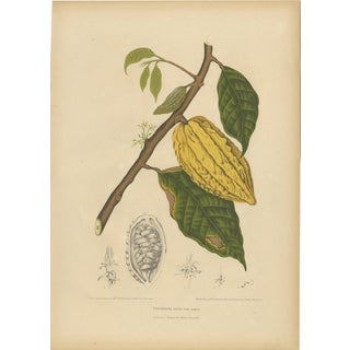 Hoola van Nooten, White Cacao Botanical, 1880, Chromolithograph For Sale