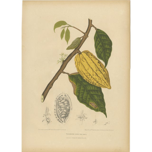 Hoola van Nooten, White Cacao Botanical, 1880, Chromolithograph For Sale