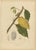 Hoola van Nooten, White Cacao Botanical, 1880, Chromolithograph For Sale