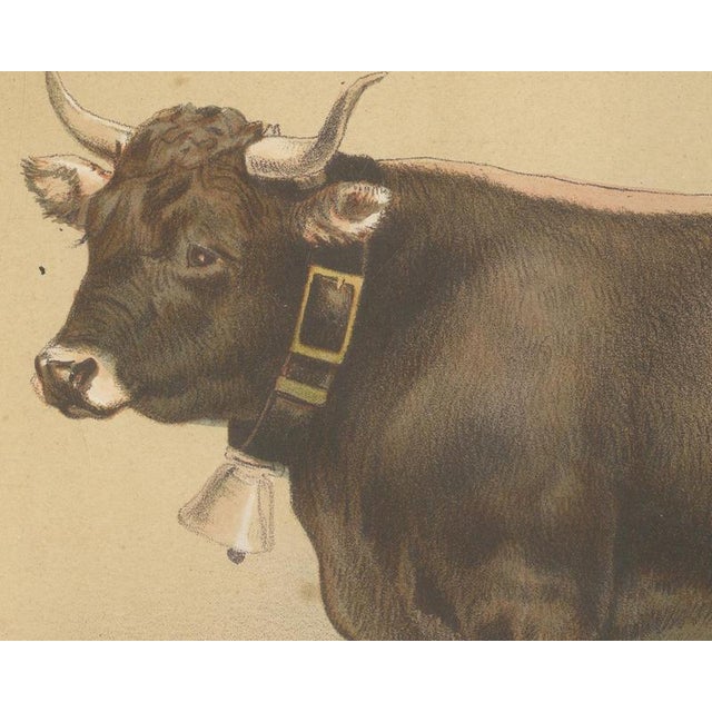 After Charles Olivier de Penne, Schwyz Cow with Bell, Swiss Brown Cattle, 1863, Chromolithograph For Sale - Image 4 of 9