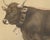 After Charles Olivier de Penne, Schwyz Cow with Bell, Swiss Brown Cattle, 1863, Chromolithograph For Sale - Image 4 of 9