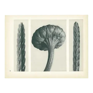 1928 Karl Blossfeldt Original Period Photogravure N28 of Cassiope Tetragona