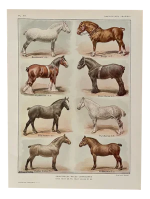 Maurice Dessertenne, Horses, 1920s, Lithographic Engraving, Framed