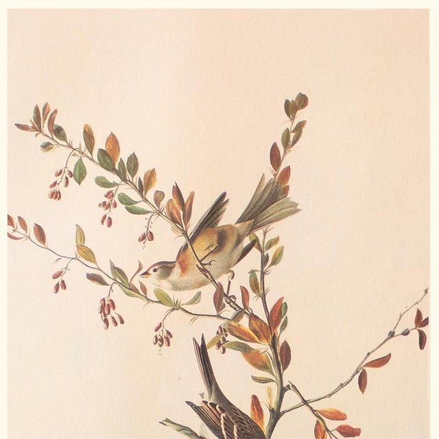 Farmhouse 1966 Vintage Cottage Style Print "Tree Sparrow" After John James Audubon For Sale - Image 3 of 8