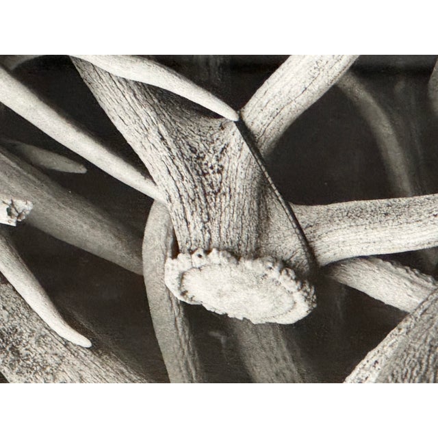 Contemporary Antler Study Photograph, Signed For Sale In San Francisco - Image 6 of 12