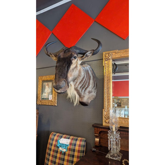 Late 20th Century Wildebeest Mount For Sale - Image 9 of 9
