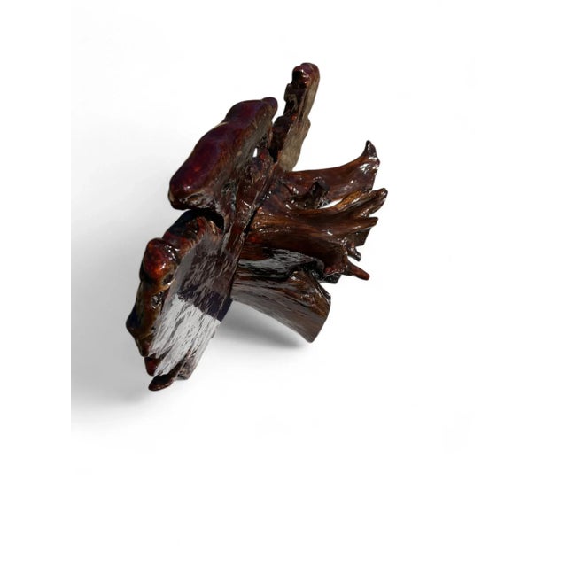 Redwood Live Edge Coffee Table Figured & Burlwood Slab, Western Red Sedar Root Stump For Sale - Image 14 of 17