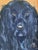 Dog Portraits, Oil Paintings, Set of 2 For Sale - Image 7 of 15