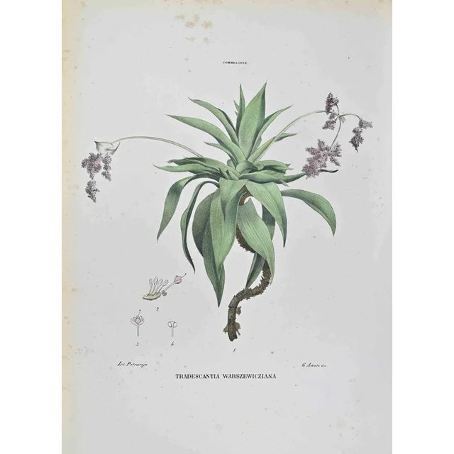Lithograph hand watercolored. Belongs to the Series "Atlante di Botanica popolare ossia Illustrazione di Piante Notevoli...