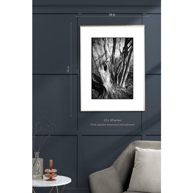 Not Yet Made - Made To Order Paul Cooklin, Shadowed Tree, Edition of 50 For Sale - Image 5 of 7