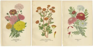 Botanical Prints, 1897, Paper, Set of 3