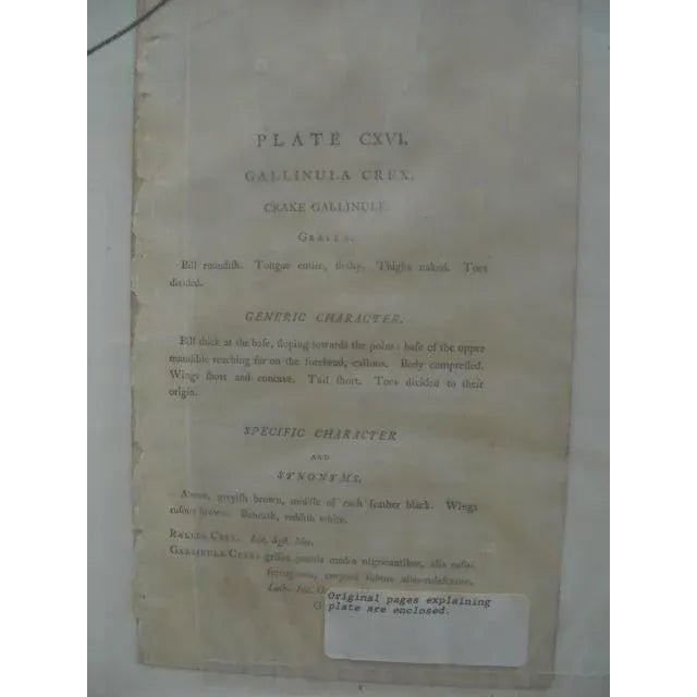 18th Century Hand-Colored Bird Engravings, Framed - Set of 4 For Sale - Image 12 of 13