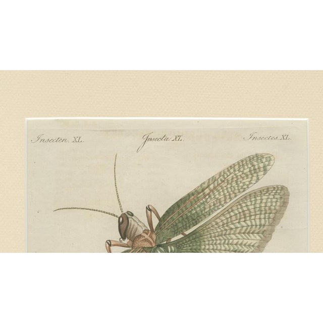 Bertuch, Giant Locust & Grasshopper, 1800, Engraving For Sale - Image 12 of 13