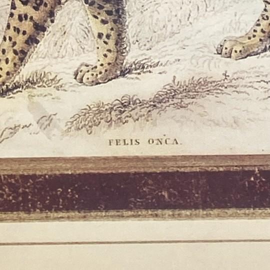 Pair: Vintage Jaguar Felis Onca Book Plate Lithographs Framed Art Print Big Cats For Sale - Image 15 of 18