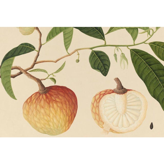 Golden Tropic Botanicals #19/22. beautifully reproduced as giclée prints using archival inks on imported English cotton...