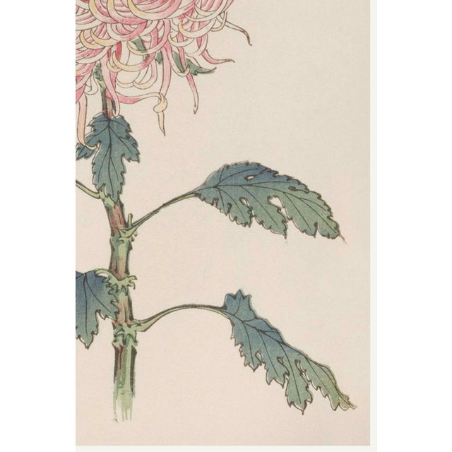 Not Yet Made - Made To Order Pink Chrysanthemum, Vintage Japanese Botanical Art Print, 24" X 36" For Sale - Image 5 of 10