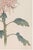 Not Yet Made - Made To Order Pink Chrysanthemum, Vintage Japanese Botanical Art Print, 24" X 36" For Sale - Image 5 of 10
