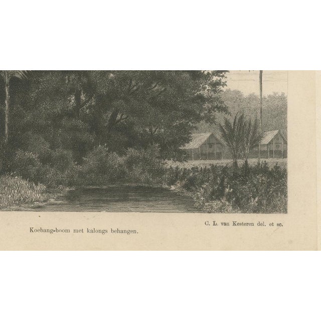 Van Kesteren, Print of Koebang Tree with Kalongs, 1887, Paper For Sale - Image 5 of 10
