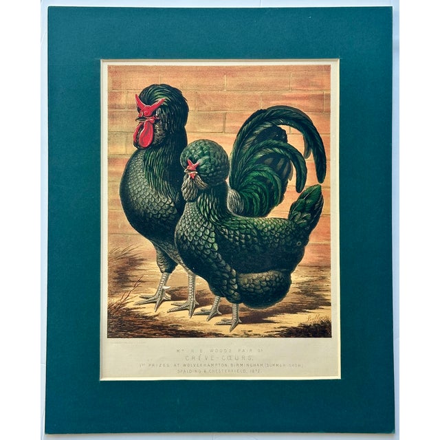 Farmhouse Black Crested Chickens, Original Chromolithograph by Ludlow For Sale - Image 3 of 4