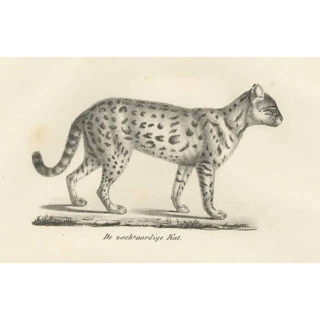 C.C. G. Zool, Gentle Cat and the Serval in Poses, 1836, Print For Sale - Image 6 of 11