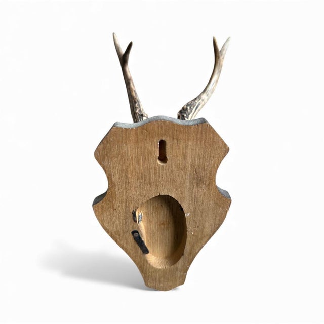 1980s 1980s Roe Deer Trophy 27 Black Forest Antlers Mount For Sale - Image 5 of 5